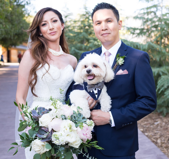 Black Wedding Dog Tuxedo, Dog Formal Gray Tuxedo, Wedding Outfit, Tuxedo, Dog Bow Tie, Ring Bearer