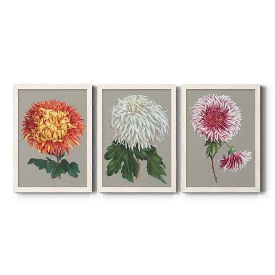 Chrysanthemum on Gray I-Premium Framed Canvas - Ready to Hang - Multi-Color