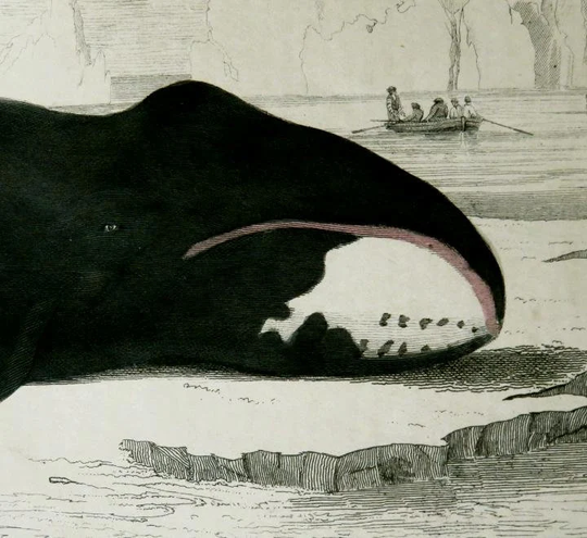 1852 Antique Whale Print, Hand Colored Engraving, Bowhead, The True Whale, Suble Background Drawing, Men Boats, Ship Sails, Distant Sailing Boat