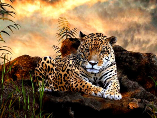 Leopard Diy 5D Diamond Painting Kit Full Square & Round Drill