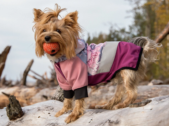 Water & Wind Resistant Coat For Small Dogs Made From Pink Softshell Material With Flower Print Reflective Stripes