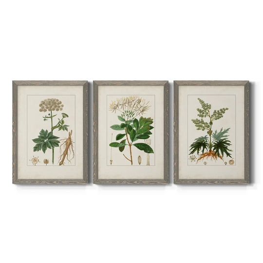 Antique Turpin Botanical I-Premium Framed Canvas - Ready to Hang - Multi-Color