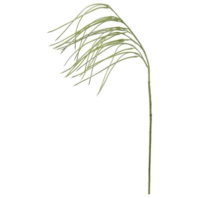 Pencil Grass Spray