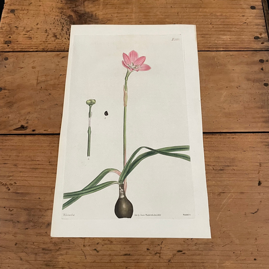 Rose Zephyr Lily, 1825 Hand-Colored Curtis Engraving, Original Antique Botanical Print