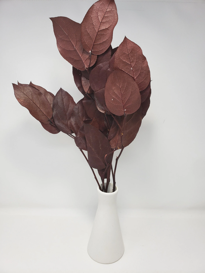 Salal Plant With Big Burgundy Color Leaves, A Refreshing Soft Leaves. Recommended As A Base For Arrangement