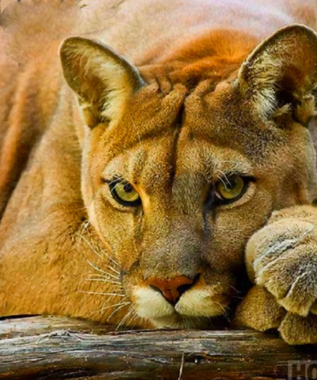 Cougar Aka Mountain Lion Diy 5D Diamond Painting Kit Full Square & Round Drill