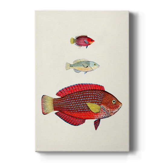 Colorful Tropical Fish II Premium Gallery Wrapped Canvas - Ready to Hang
