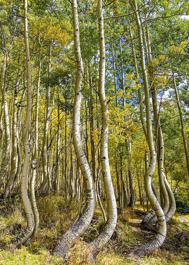 Colorado Aspen Trees, Autumn Color, Dancing Aspens, Large Wall Art, Landscape Photo, Nature Mountains, Scenery