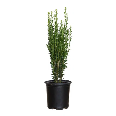 2.5 Qt. Sky Pencil Japanese Holly