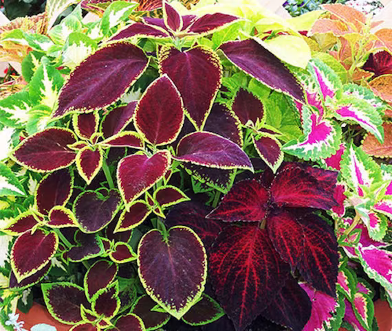 Coleus Rainbow Seeds, Mix Of Colors, Shade Lover Plants, Vibrant Bold Great Container Plant, Colorful Border Plant