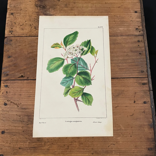Red Thorn Tree, Original Hand Colored Antique Print, 1849 North American Sylva