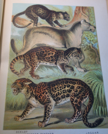 1897 Big Cats Panther Antique Color Print Original Great Detail Beautiful Hand Colored Carnivora Ocelot Cougar Jaguar Wall Art Framable