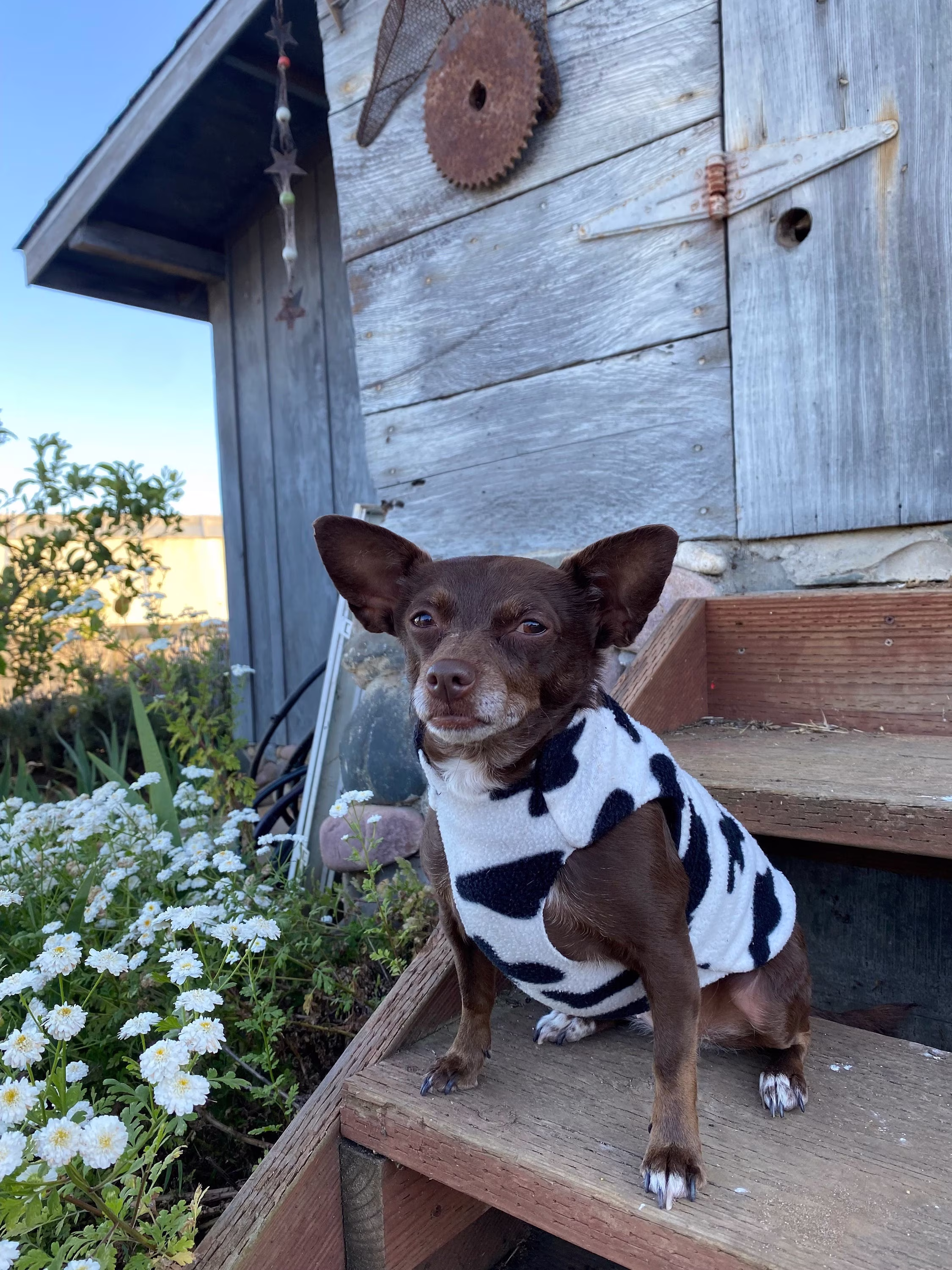 Cow Print Fleece Dog Sweater "Baby Bovine" | Coat, Jacket, Jumper, Pullover, Small Dog, Animal