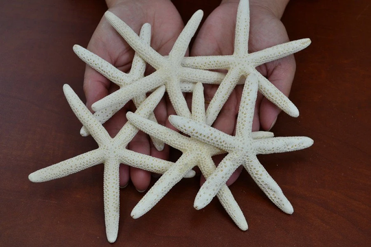 6 Pcs White Pencil Starfish Star Sea Shell Wedding Beach Craft 3" - 4"