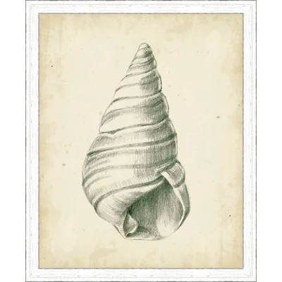 'Antique Shell Study V' Framed Painting Print
