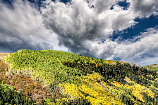 Autumn Colors, Aspen Trees, Ridgway, Telluride, Ouray, Sneffels, Fall Color, Nature Photography, Living Room Art, Wall Rocky Mountains