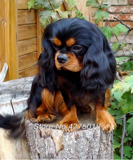Cavalier King Charles Diy 5D Diamond Painting Kit Full Square Drill