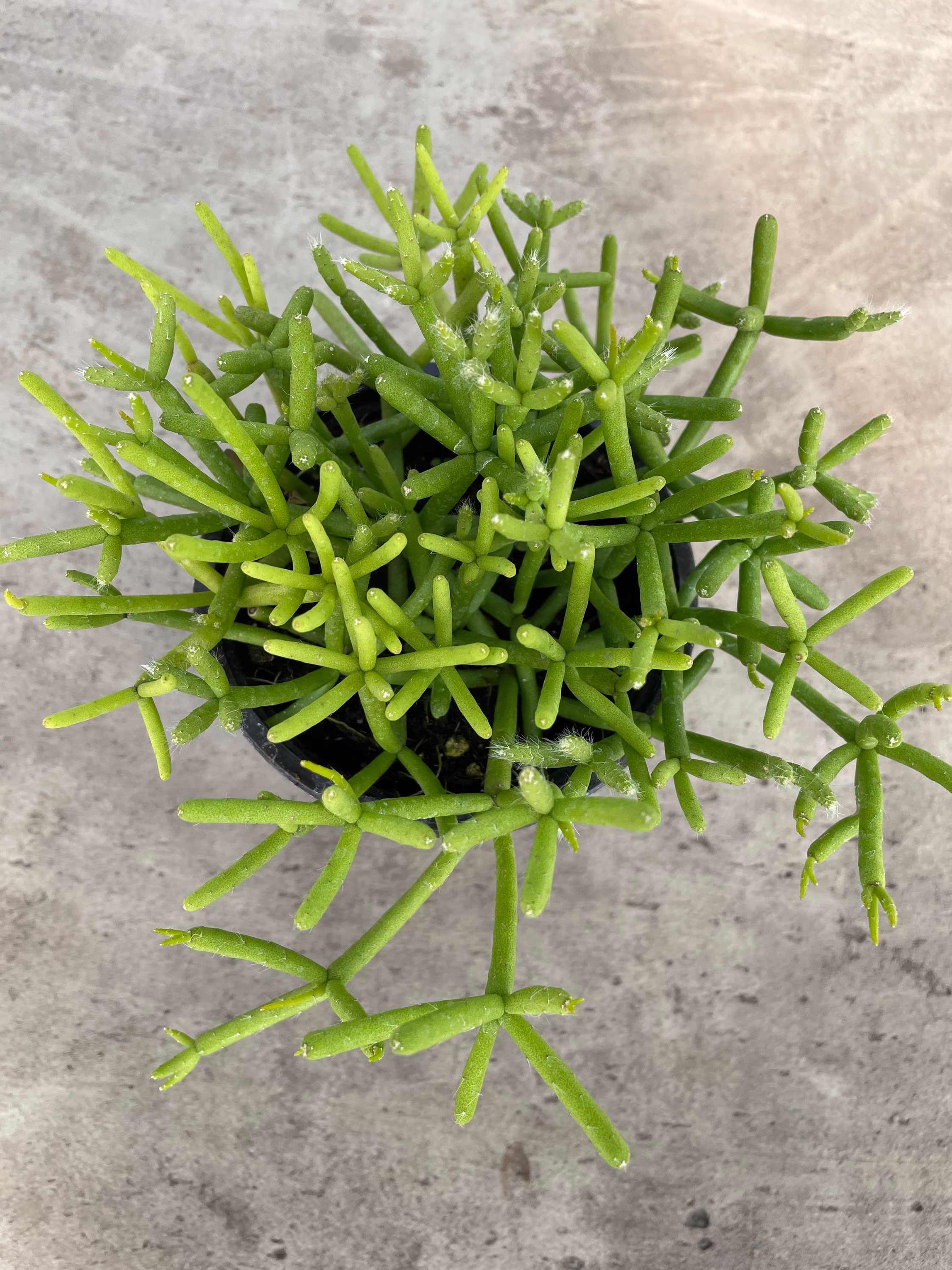 4.5 Inch Pencil Cactus House Plant