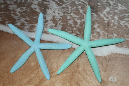 Coastal Colors Beach Wedding Decor Large Natural Starfish, 5" To 8 Inch Range, Aqua & Sea Foam Pairs, Large Free Ship