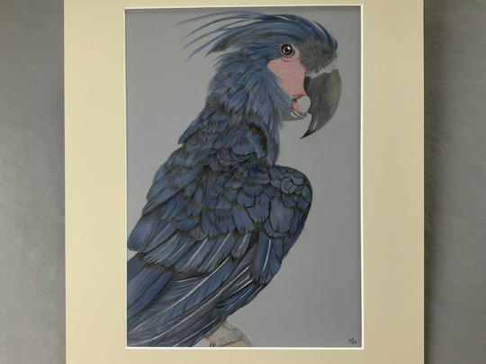 Palm Cockatoo Coloured Pencil Drawing