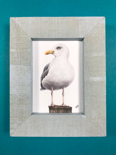 Seagull Original Colored Pencil Drawing in A Baby Blue Wood Frame