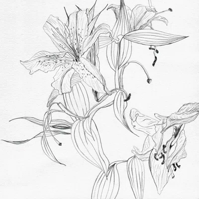 Pencil Lilies - Wrapped Canvas Graphic Art