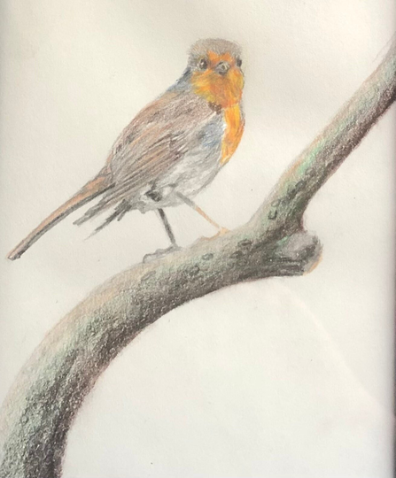 Robin, Colored Pencil Art