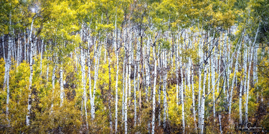 Colorado Aspen Grove Full Of Fall Colors