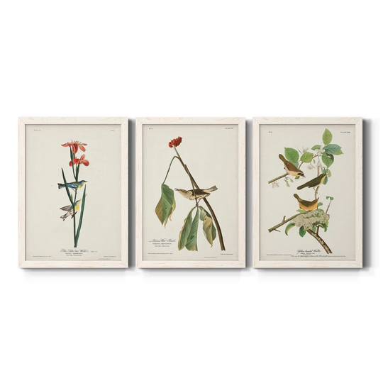 Pl. 15 Blue Yellow-back Warbler-Premium Framed Canvas - Ready to Hang - Multi-Color