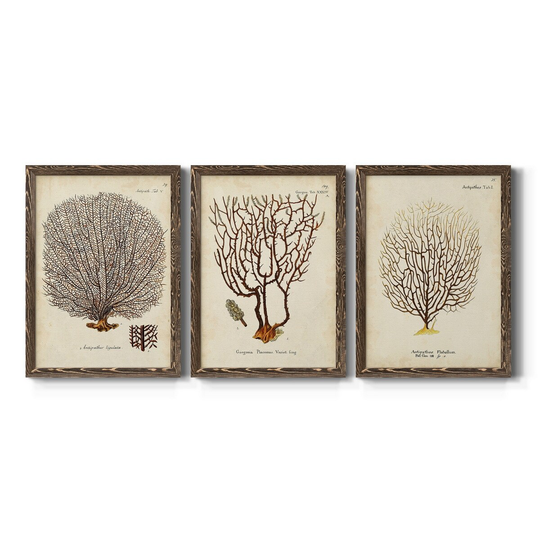 Esper Sea Fans I-Premium Framed Canvas - Ready to Hang - Multi-Color