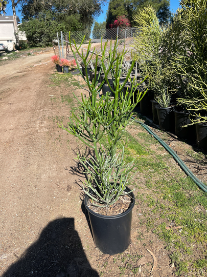 Euphorbia Green Pencil Cactus Live Plant