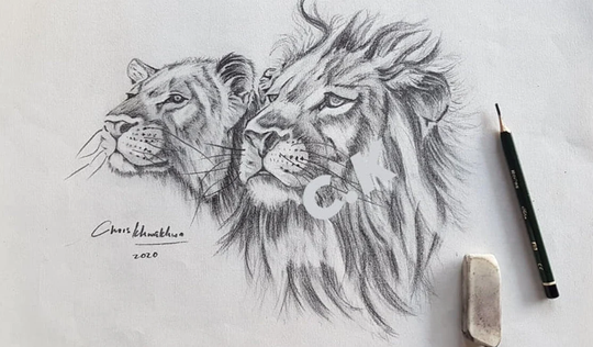 Lion Mating Pair Original Graphite Drawing 30cm X 42cm Signed By Artist, African Wall Decor Wildlife Pencil Art