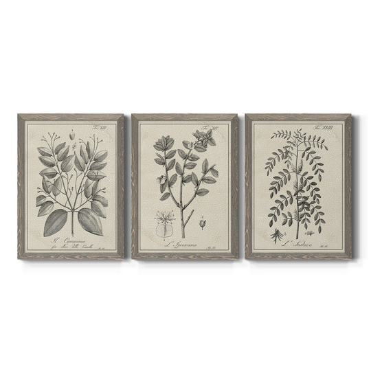 Antique Black & White Botanical VII-Premium Framed Canvas - Ready to Hang - Multi-Color