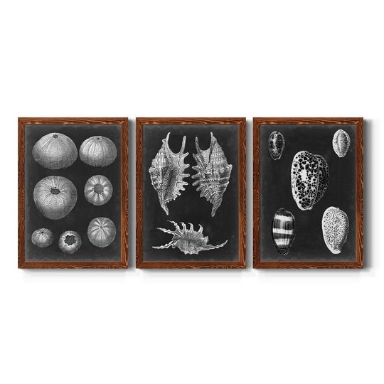 Alabaster Shells IV-Premium Framed Canvas - Ready to Hang - Multi-Color