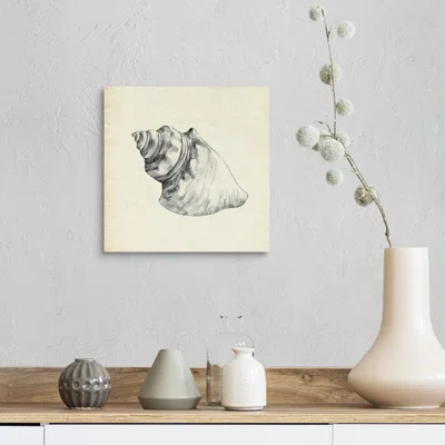 Seashell Pencil Sketch IV by Emma Caroline - Painting Print