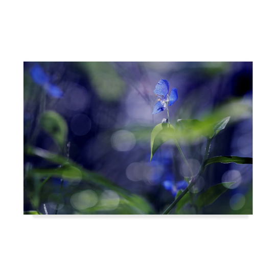 Incredi 'Bc Once Upon A Morning' Canvas Art - Multi-color