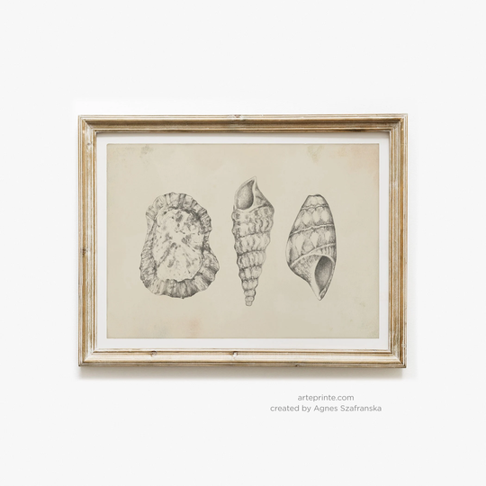 Seashells Art Print, Sketch Of Seashells, Minimalist Pencil Drawing Vintage Style Illustration, Giclée Wall Decor Printed & Shipped