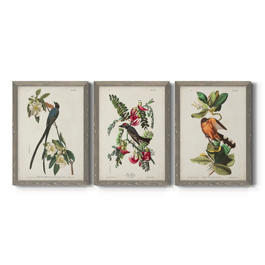 Pl 168 Fork-tailed Flycatcher-Premium Framed Canvas - Ready to Hang - Multi-Color