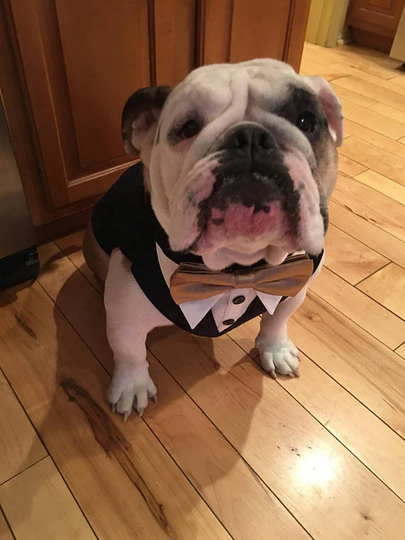 Large Gray Dog Wedding Tuxedo, Custom Dog Formal Ring Bearer, Suit, Bandanna, Dog, Attire. Bow