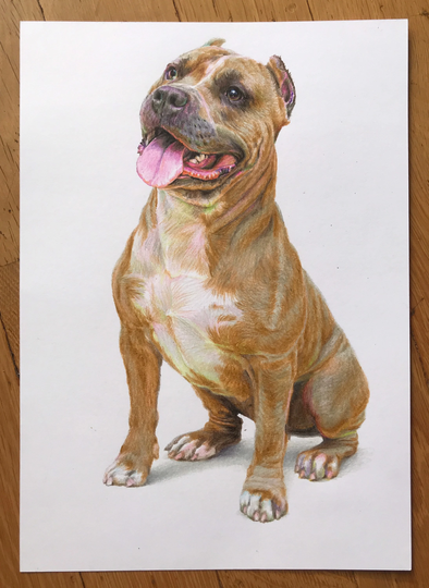 Superb Original Drawing, Darling Dog, Children Friend, Colored Pencil, Hand Made, One Of A Kind