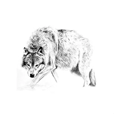 Crouching Wolf Pencil - Wrapped Canvas Graphic Art