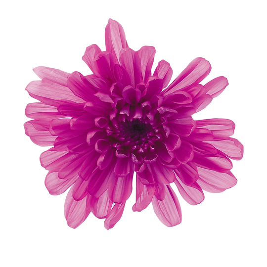 Mum Kotonegiku in Rasberry Color, Preserved Flower, Perfect As Home Décor, Diy Floral Arrangements, Flower Gift, Wedding Decor