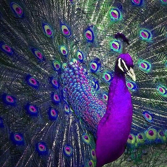 Peacock | 5D Diamond Painting Kit Diy Full Drill Crystal Craft Rhinestone Embroidery Cross Stitch Canvas Wall Decor 11.8" X