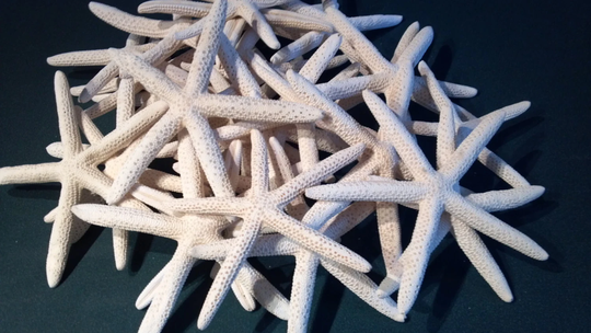 1 Finger Pencil Starfish 6" To 9" Off White