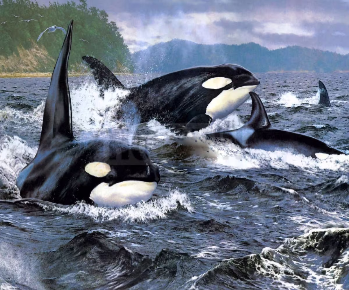 Orca Family Diy 5D Diamond Painting Kit Full Square & Round Drill