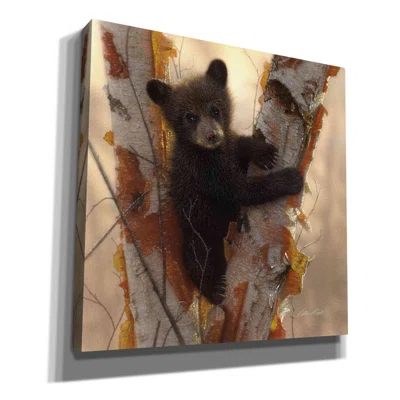 Millwood Pines 'Curious Cub I' By Collin Bogle, Canvas Wall Art