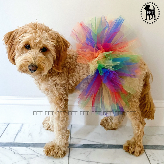 Dog, Cat, Birthday, Gotcha Day, Rainbow Tutu