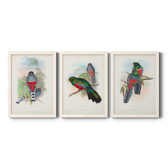 Gould Tropical Birds IV-Premium Framed Canvas - Ready to Hang - Multi-Color