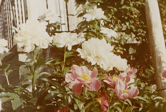 Original Vintage Color Photograph | A Floral History