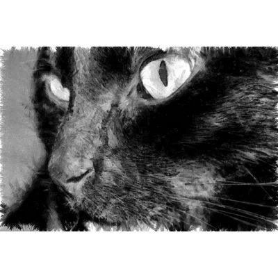 Pencil Black Cat - Wrapped Canvas Photograph
